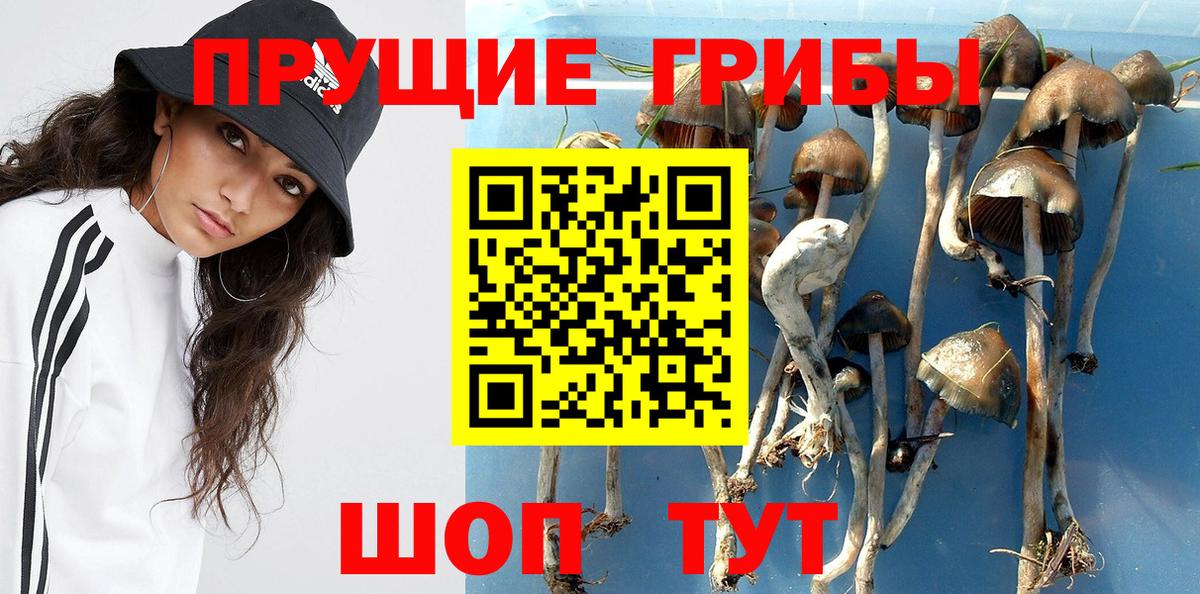 Псилоцибиновые грибы GOLDEN TEACHER Каменка